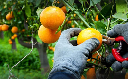 ¿Cuándo se recogen las naranjas?